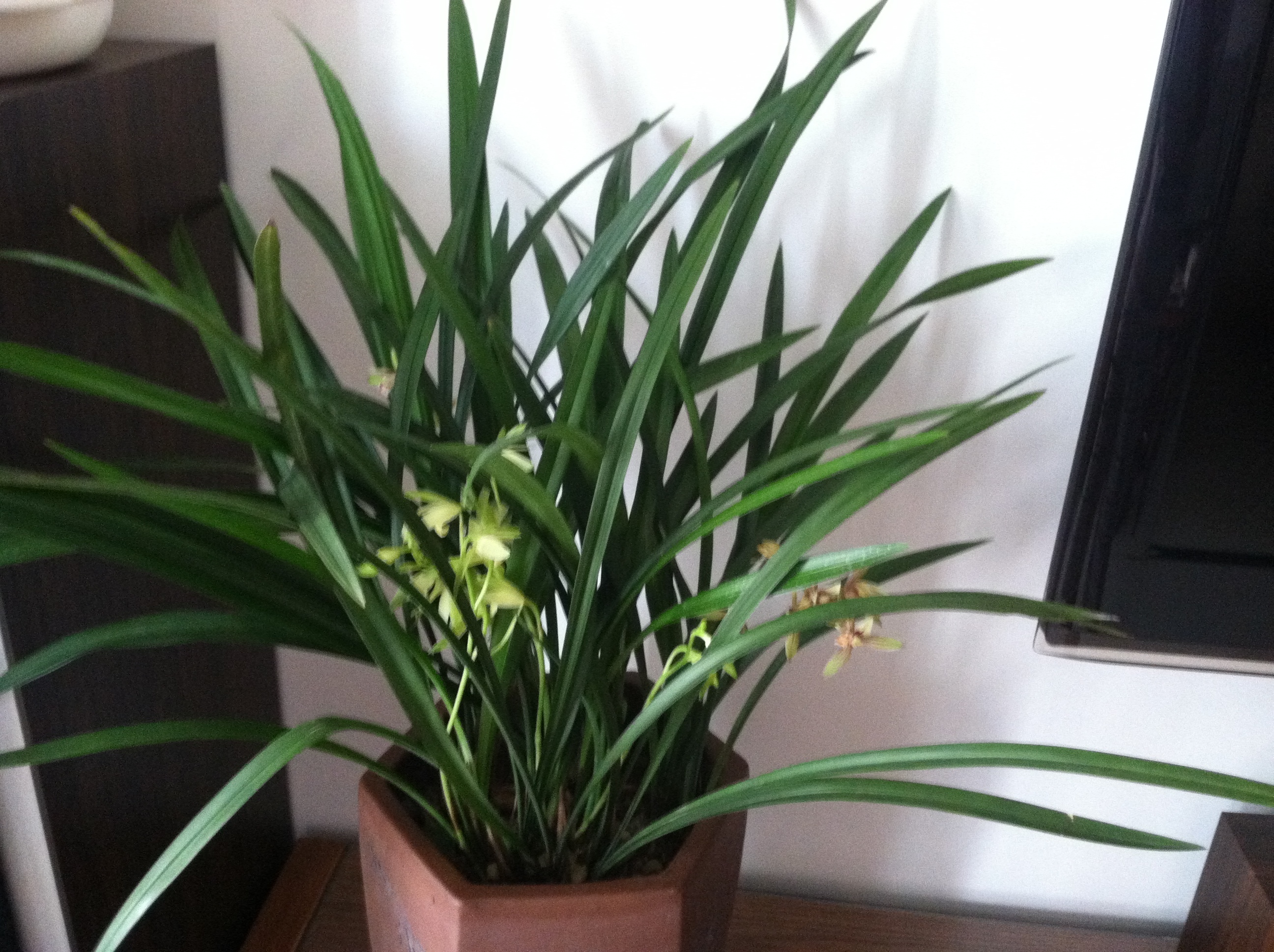 养兰花时,浇水后多“走1步”,兰花不再黄叶,反而新叶爆满盆