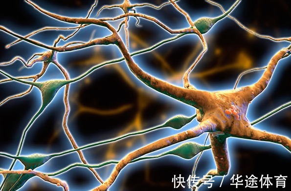 萃枫苷|脑供血不足,身体会发出3个“红色警报”,早重视,或能远离脑梗