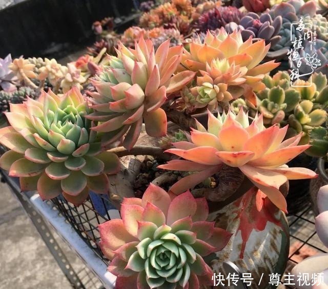 百科|养多肉三年多,初见惊鸿!累并快乐着!养多肉三年多,初见惊鸿!累并快乐着!