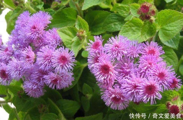 此花花姿妖娆,紫色的花朵散发着沁人心脾的芳香,令人心旷神怡