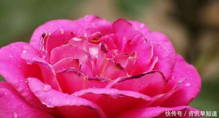 喜欢玫瑰,不如养盆“高档玫瑰”汤姆奥桑特,深樱桃红色,水果香