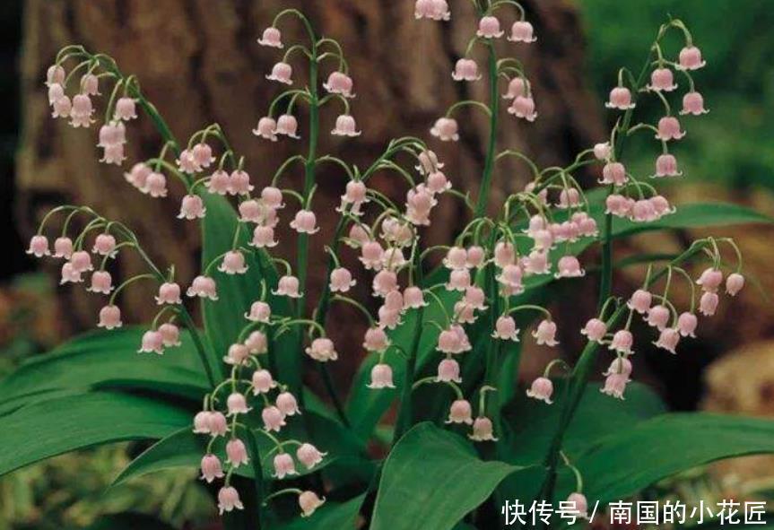 兰花|一种不一样的“兰花”,寒冷的东北也能养,花开就像“小铃铛”!