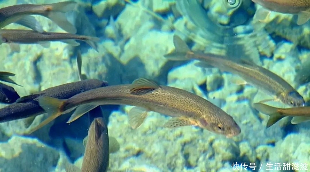 钓鱼人向往的碧玉湖：存鱼8亿公斤却无人垂钓！因为那鱼不能吃？