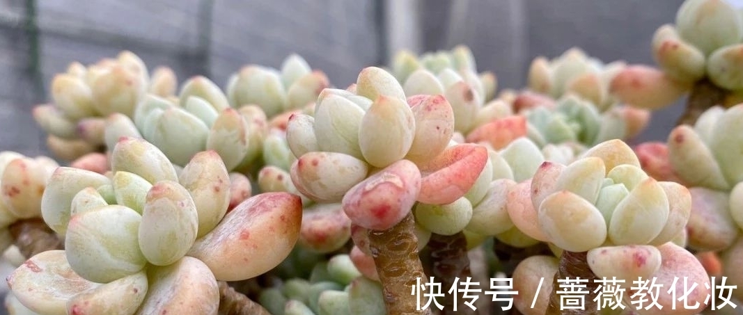 光照时长不足怎么养多肉,把握这些,也能养出好状态