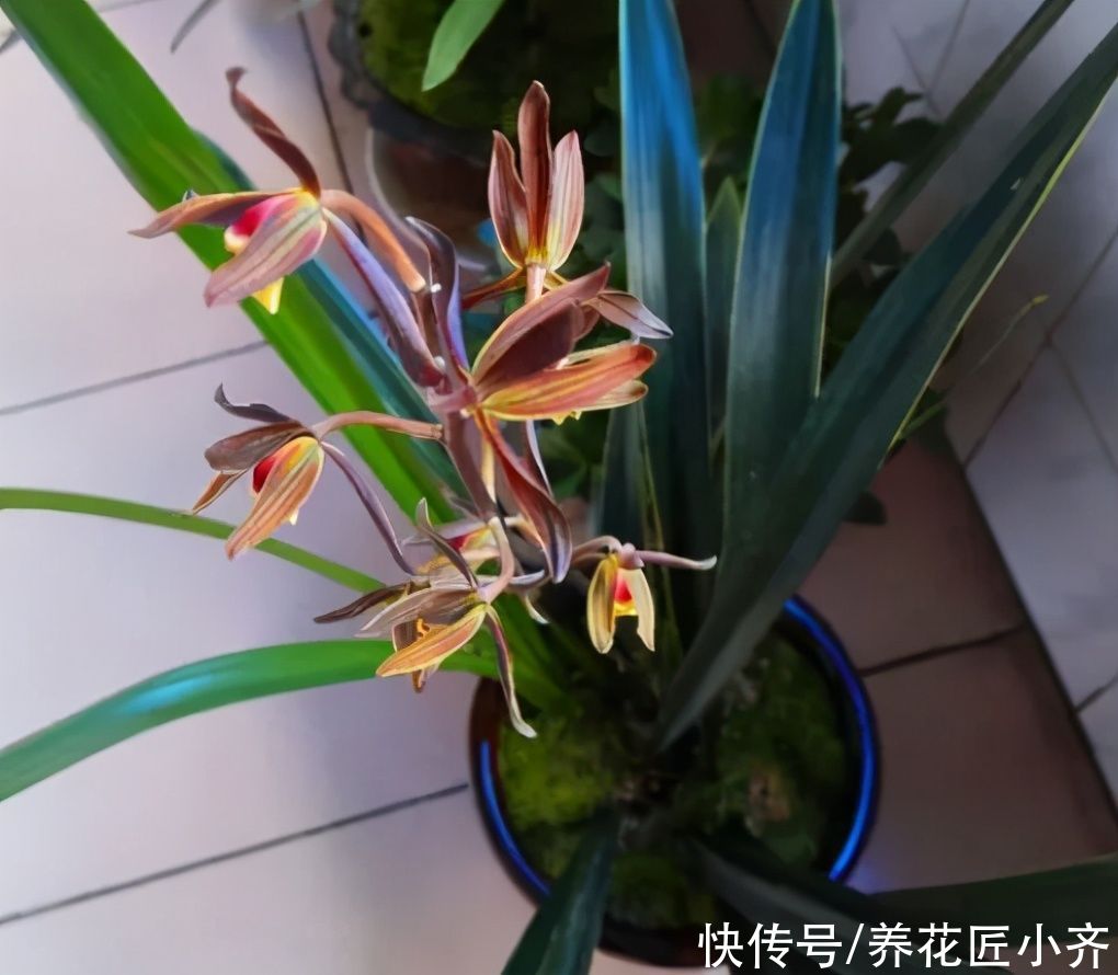 花芽|墨兰花期将至，如果你养的花芽没出土，给它做三步，很快就能开花
