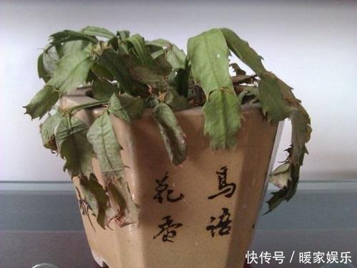 夏季这3种花可别入手，养一盆死一盆，过了夏天就剩空盆