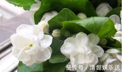 茉莉用缓释肥远水解不了近渴!此2种水10天浇一次,嗖嗖长花苞