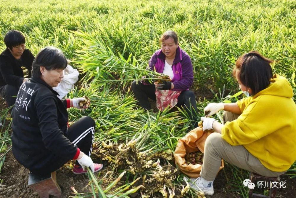 城村|博爱下期城村千人聚集抢生姜！