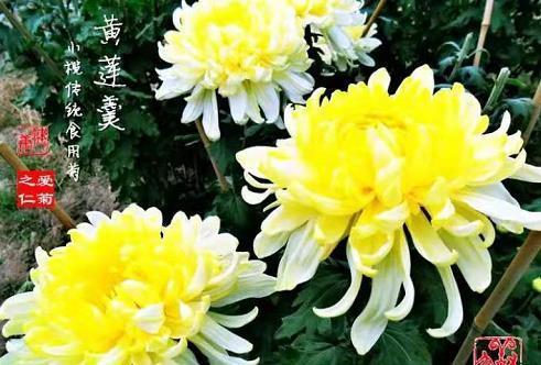 秋风萧瑟,不如养盆”珍稀名菊“黄莲羹,造型独特,妖艳美丽