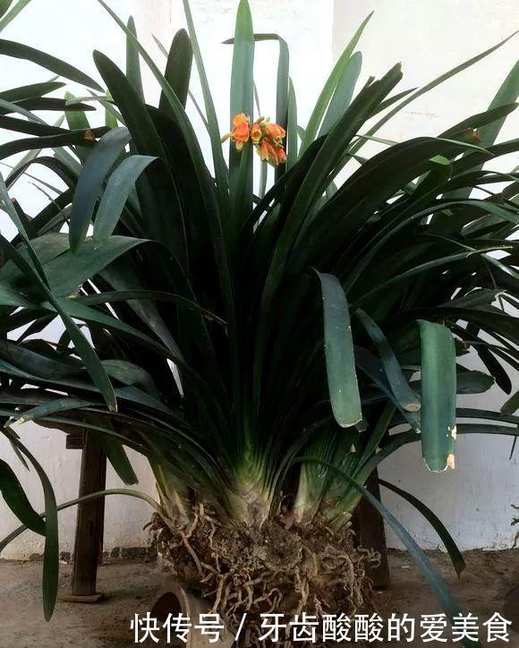 养花达人:38年前,掏家底儿买的2盆花,1盆被偷,1盆传给孙子