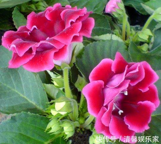 此花花大色艳，花姿妖娆仿佛是从画中而来，寓意为华美与欲望