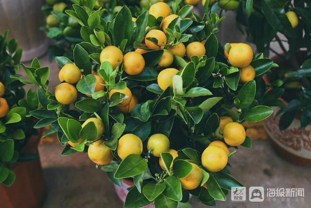 年宵花市场开始备货蝴蝶兰仙客来20-50元盆受市民青睐