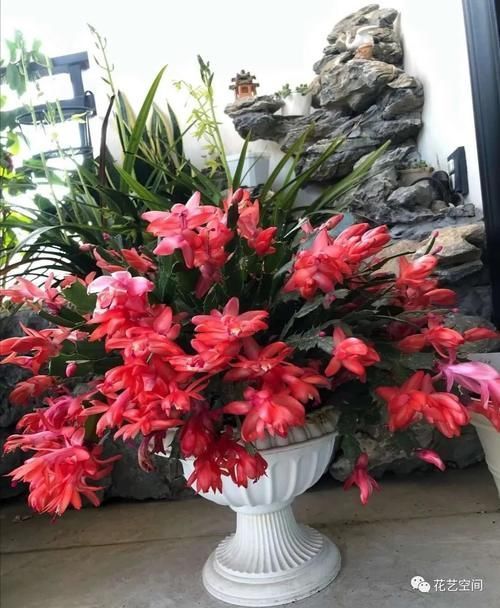 浇水|这6种花,浇水越多死的越快,千万管住手,少浇水长得旺