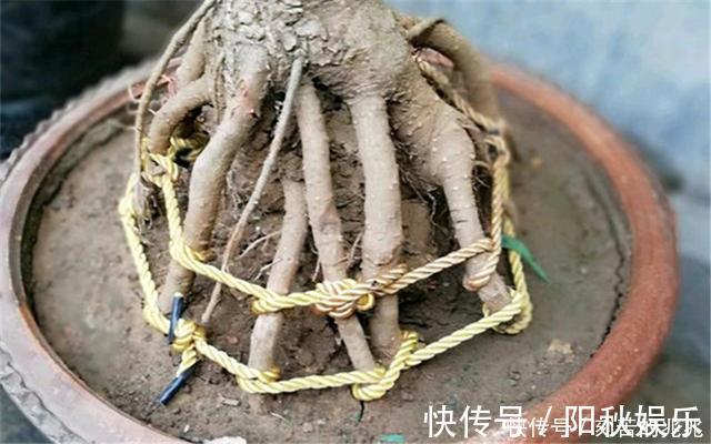 制作高价值的盆景,炼根是关键,看看怎么炼