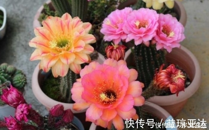 飘香藤|最有仙气的3种花,好养又漂亮,开花一茬又一茬,美如仙境!