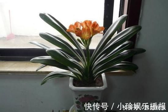 养花|想要养花不换盆浇水时加点“它”,10年盆土也不会板结,很好