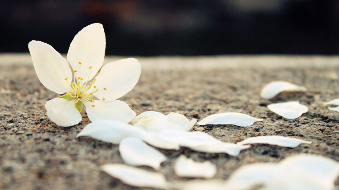 千古名句&苏轼极富理趣的一首婉约词,第三句成千古名句,安慰了无数失意人