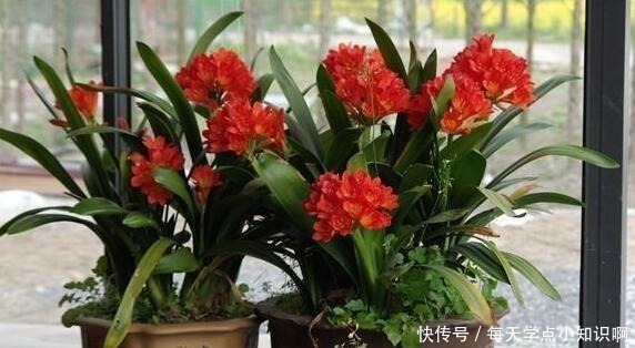 叶子|君子兰长满“大水缸”,叶子蹿满32片,“这样”养,你的也可以!