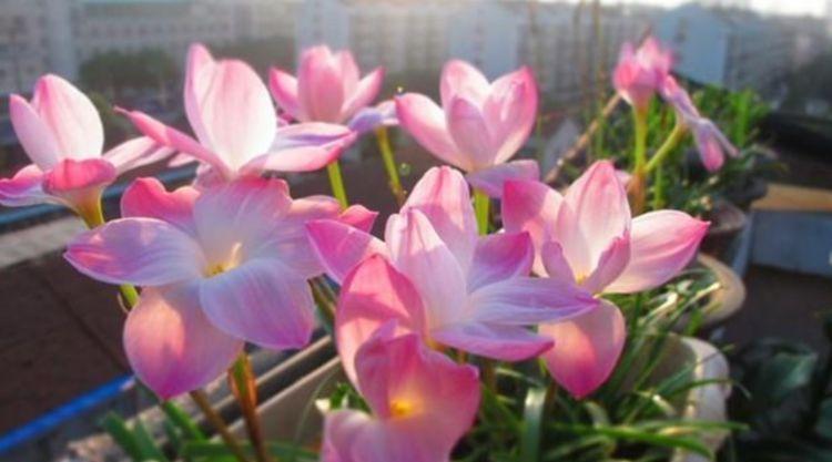 4种花适合冬天养,开花爆盆花期长,一盆千百朵,枝头花苞满