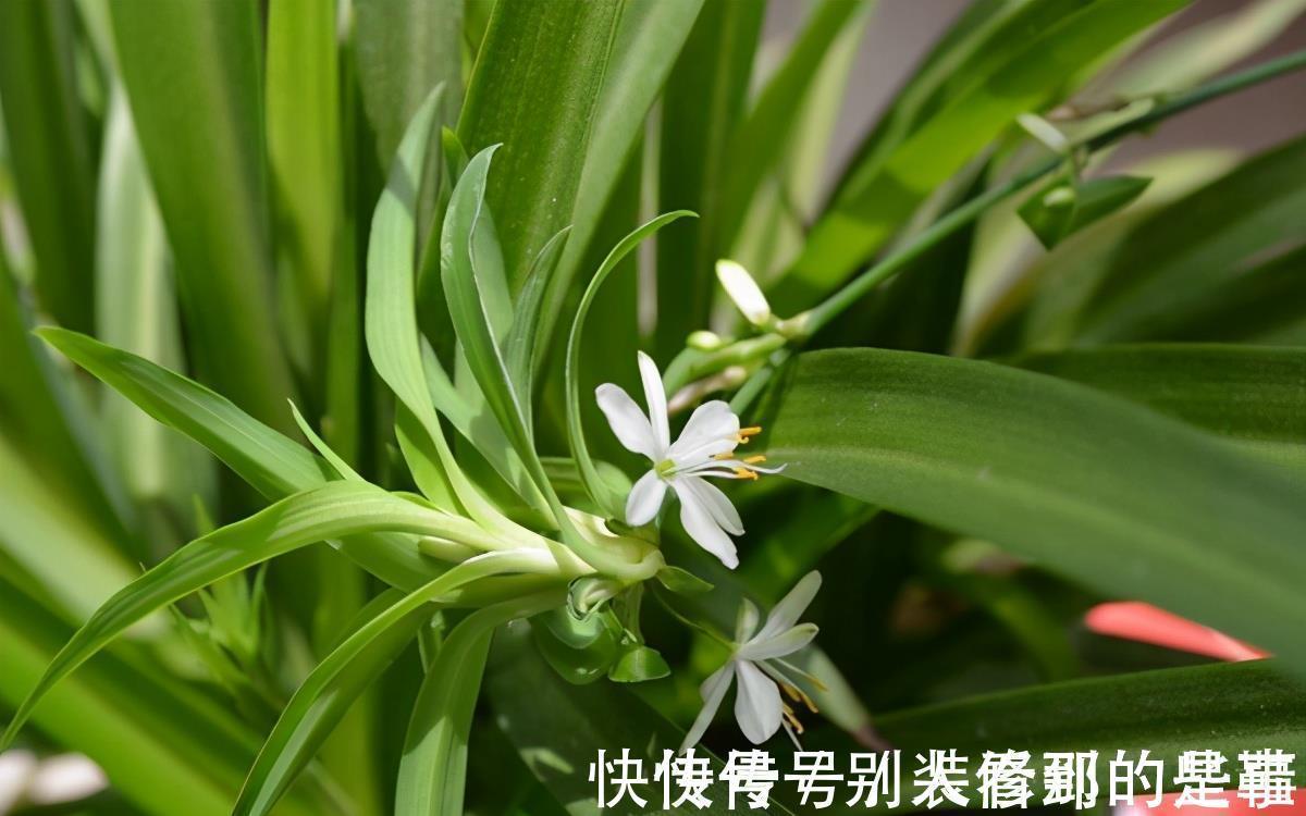 盆栽|最受欢迎的5种吊兰,一个比一个好看,皮实好养,适合阳台盆栽