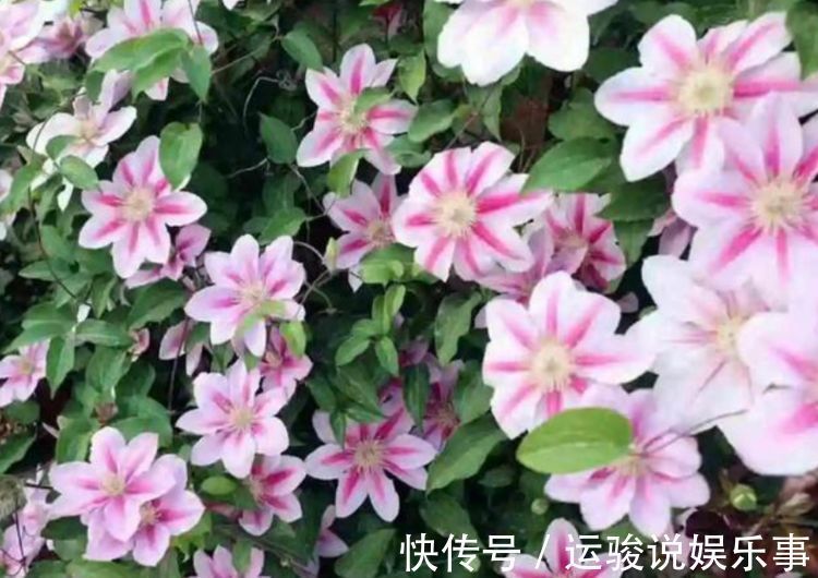 阳台上|4种花好养又漂亮,养上一盆,高端大气上档次,花朵烂漫迷人