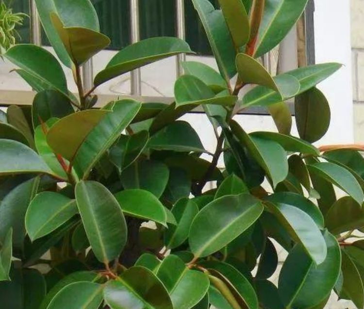 家里一定养的5种花，花开媲美玫瑰，花朵姿态万千，美