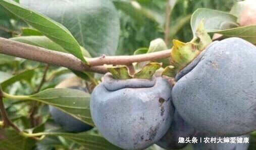 排毒王|十个女性九个毒素多,女性多用此“排毒王”泡水喝,排子宫污血