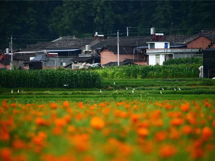 乡村|汤俊：2021年乡村旅游发展态势分析