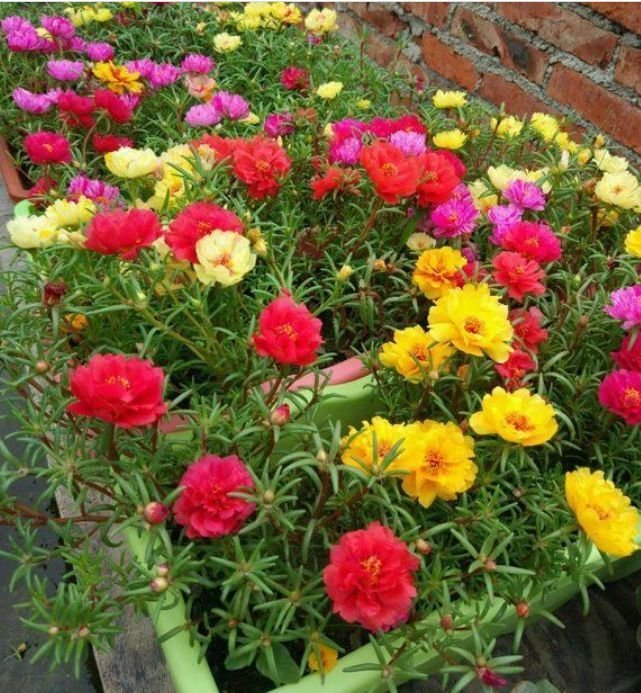 太阳花|4种花现在养刚刚好，开花很漂亮，浇水就疯长，夏季也能疯长不停