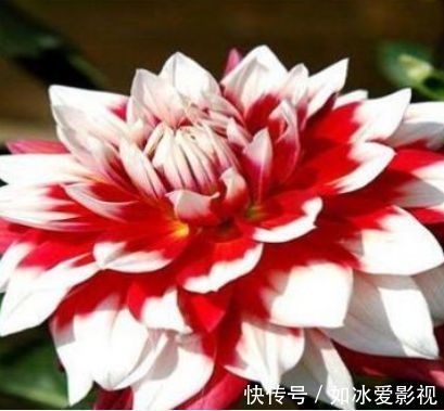 喜欢菊花,不如养盆“稀有名品”凤羽明霞,造化神秀,美极了!