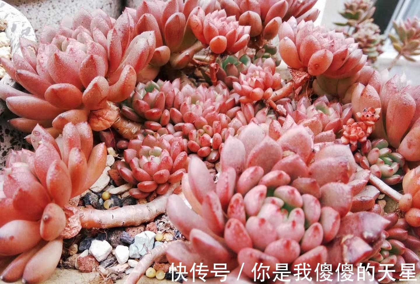 放在楼顶的多肉虽有轻微冻伤,但问题不大,目前依然还在坚持露养