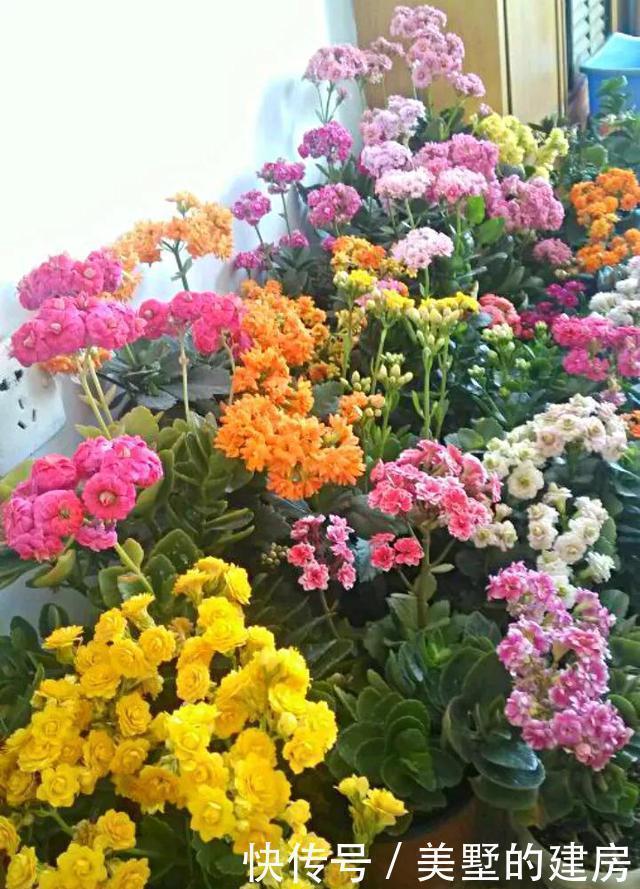 家里4种药片，过期不要扔，都是养花宝贝，比花肥好用10倍