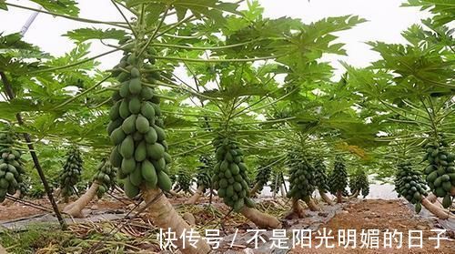 红背菜红背菜|爱美女性不妨多吃3种食物，营养丰富、滋润肌肤，身体棒棒哒！