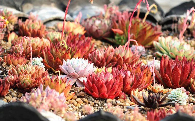 多肉植物盆栽：这种多肉越浇水越丑，不浇水反而胖成球