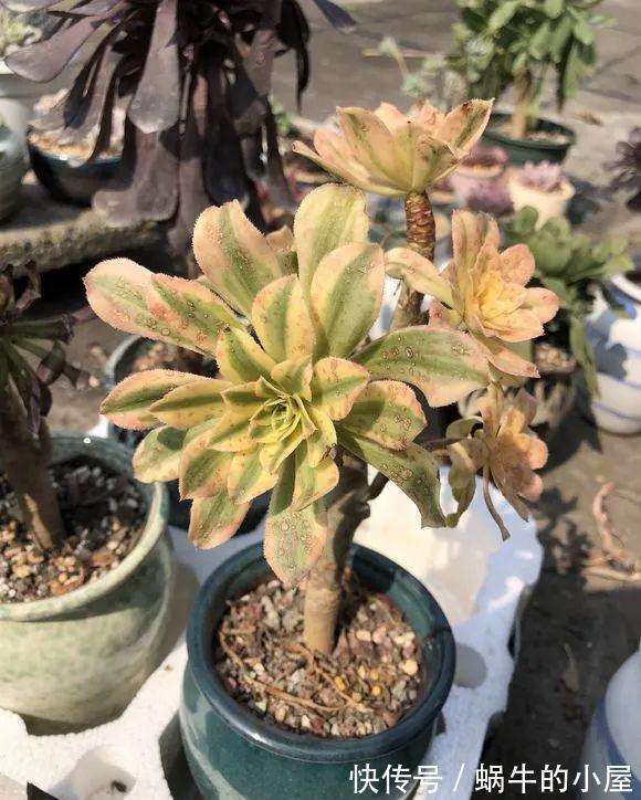 浇水不分早晚，浇一盆死一盆，别再做错了！