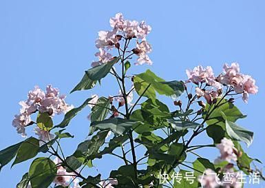 韩愈|韩愈的两首七绝，造语奇崛，寄意深远，令人赞不绝口