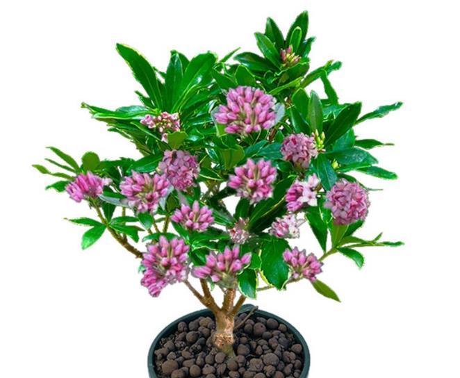 一到冬天就花开不断的8种花,不怕冷还好养活,养两盆就对了