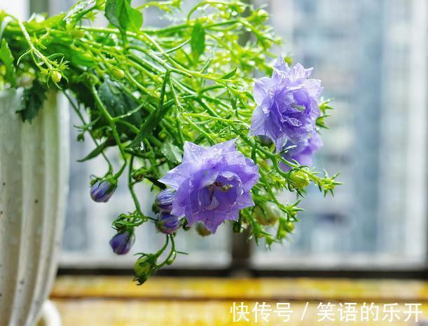 网红花卉丹麦风铃,还有一个好听的名字叫梦露