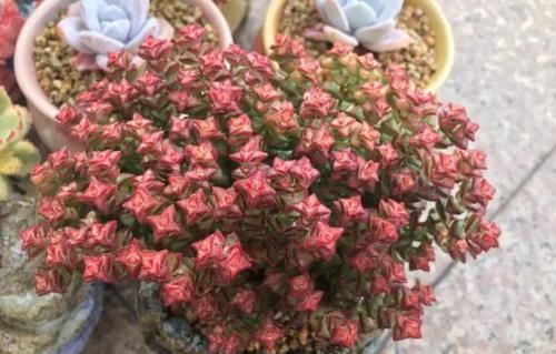 养多肉小米星，掌握“3秘诀”，叶片肥美，颜色好看得不得了！