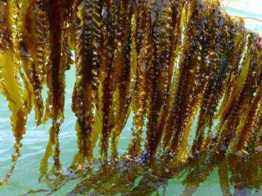 营养物质|高血压的“特效药”找到了，连吃2周，血压直降，比“降压药”强