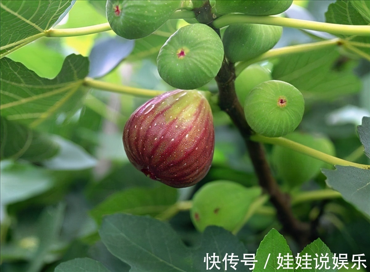 家里有院子，4种果树别嫌弃，好看好养活，比养花强