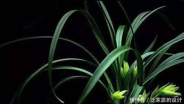 最佳|新手养兰花,有6大禁忌,很多人都忽视了