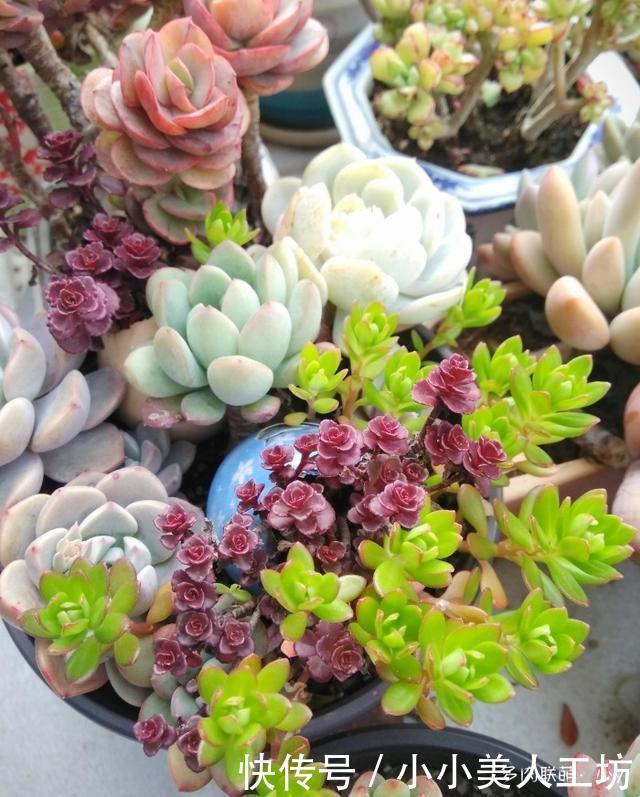 小球|小球玫瑰的逆袭,一年里开枝散叶