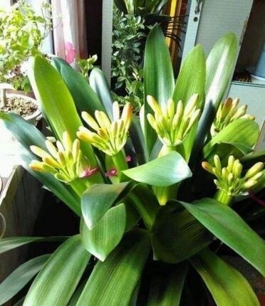 君子兰是个“肥罐子”,30天喂上10粒“肥”,新叶蹭蹭冒!