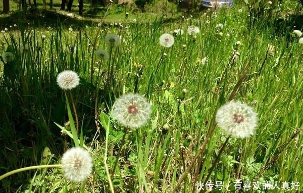 【金龟日记】认准这几种绿植,龟龟的美味菜肴