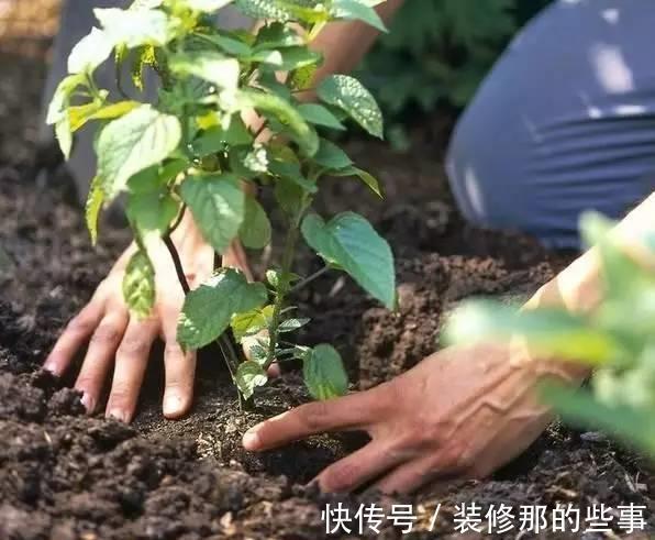 番茄|小苏打也能用来养花，效果那叫一个杠杠的好