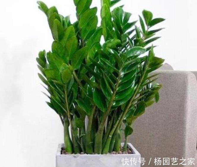 叶杯|4种花养家里,旺运又招财,财源滚滚,养在阳台极美了