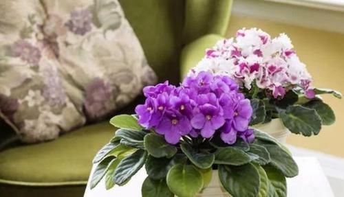 世上公认最美的4种花,一月浇一次长得旺,叶子油绿开花多!