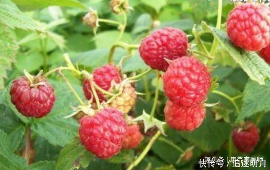 食物|养生不可少的食物,坚持常吃,清热解毒,缓解疼痛,更显年轻