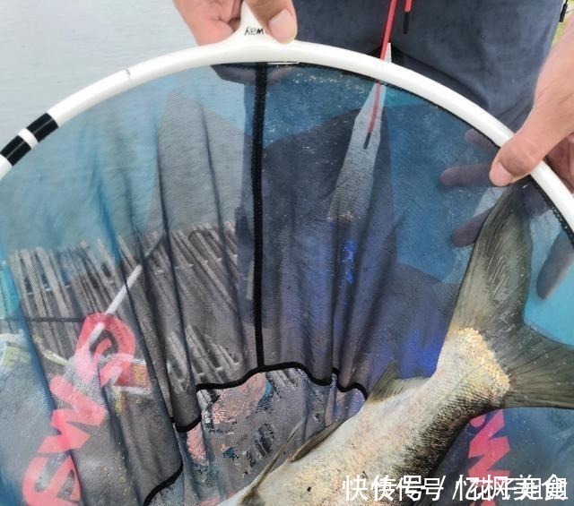 钓法|写给我自己的鲢鳙钓法,留存下来心情不好时,就用这种钓法去过瘾!